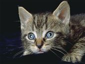 Объем этого файла - 95 Kb Объем этого файла - 95 Kb