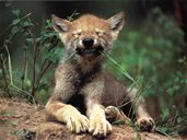 Объем этого файла - 341 Kb Объем этого файла - 341 kb