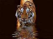 Объем этого файла - 81 Kb Объем этого файла - 81 Kb